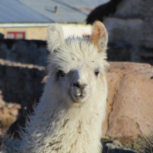 Alpaca in Parinacota